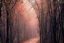 OD体育网址:美記報道太陽與火箭近期未曾與開拓者就羅威交易進行磋商.